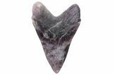 Realistic Carved Fluorite Megalodon Tooth - Replica #202091-1